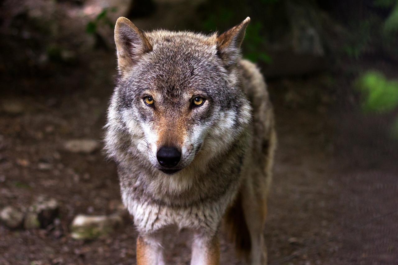 Lobo%20cinza.jpg Lobo%20cinza.jpg
