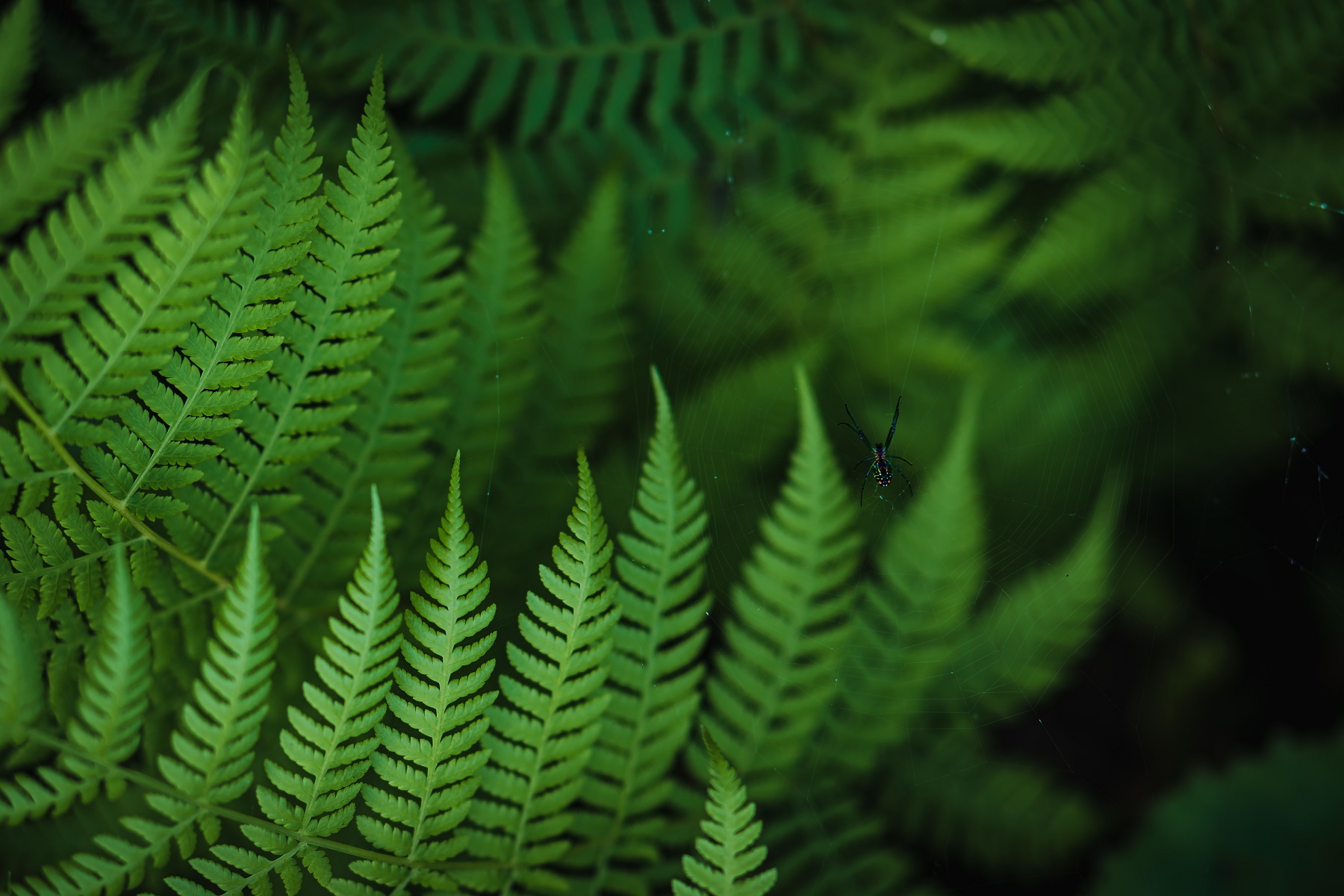 biodiversidade_imagem3_0.jpg biodiversidade_imagem3_0.jpg