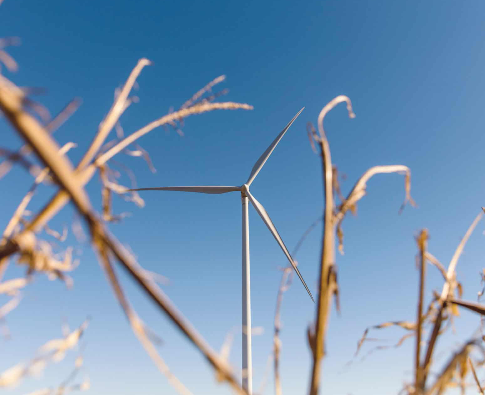 wind_turbine_wheat.jpg