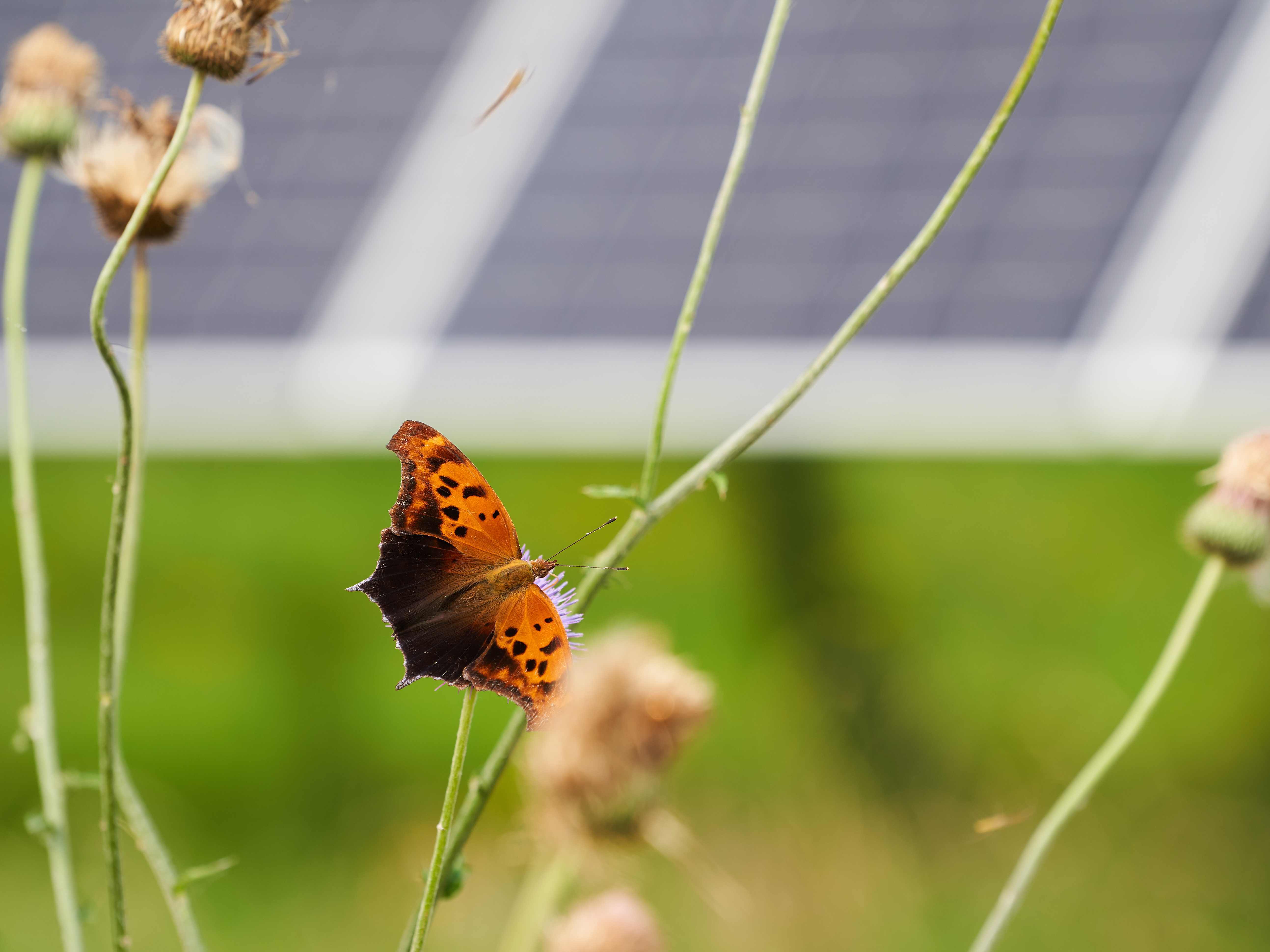 EDP68_Cattlemen_butterfly.jpg