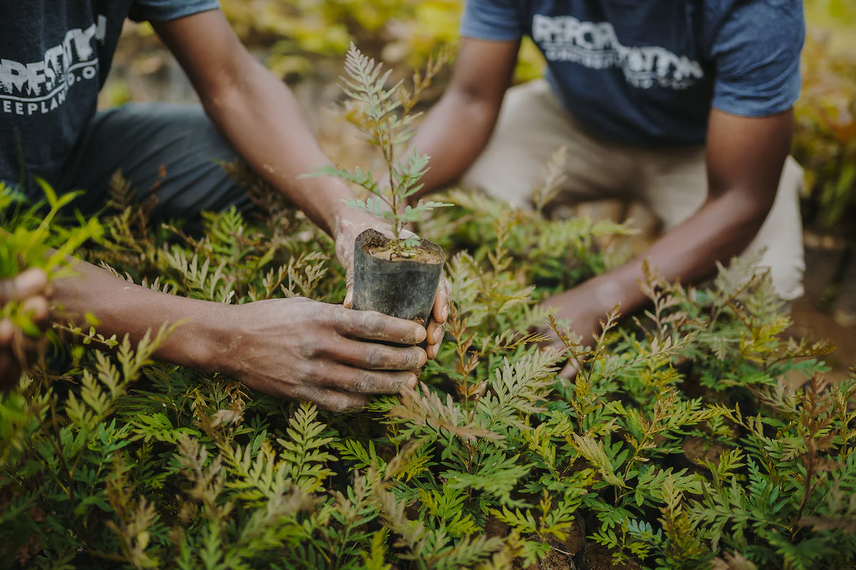onetreeplant photo