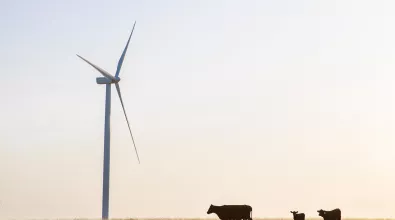 wind_turbine_cows.jpg wind_turbine_cows.jpg