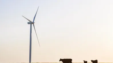 wind_turbine_cows.jpg wind_turbine_cows.jpg