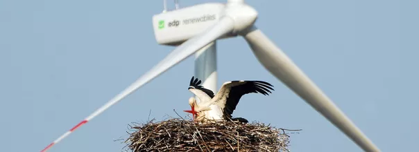 eolica-biodiversidade.jpg eolica-biodiversidade.jpg