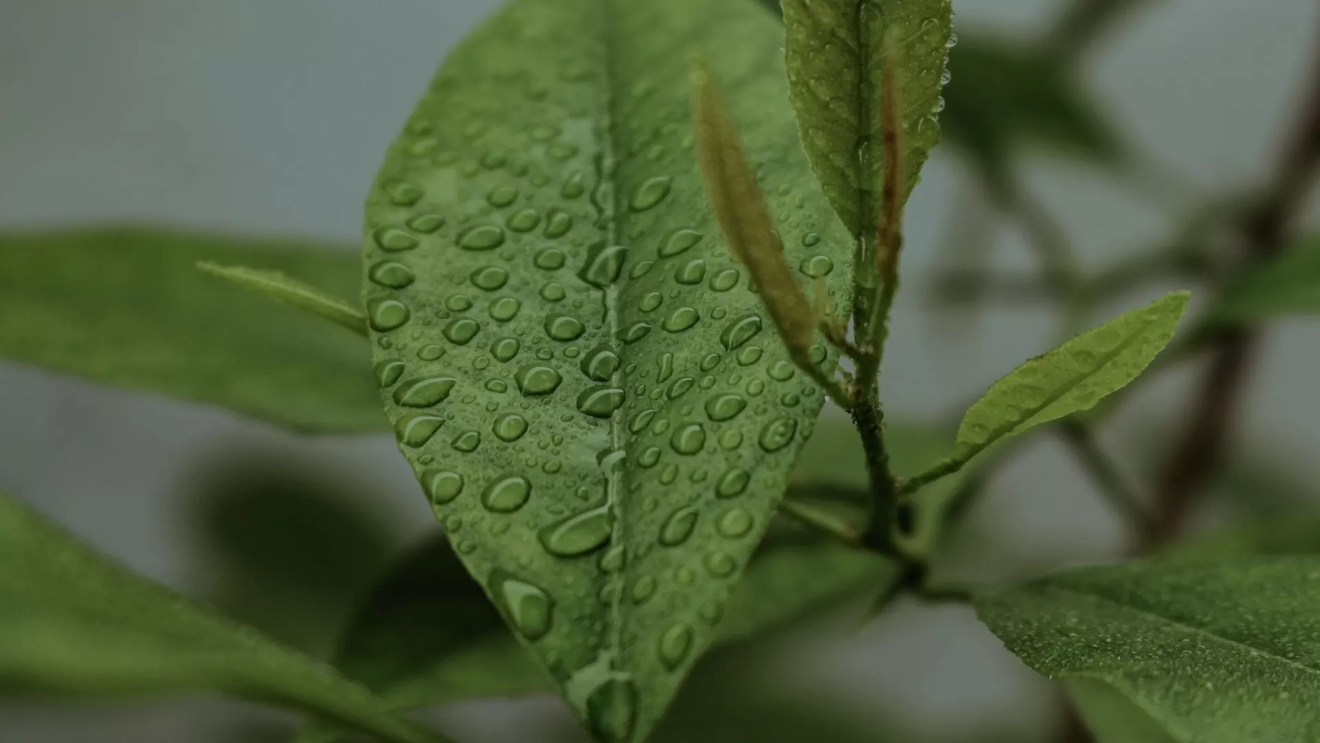 IMG_Header.jpg IMG_Header.jpg