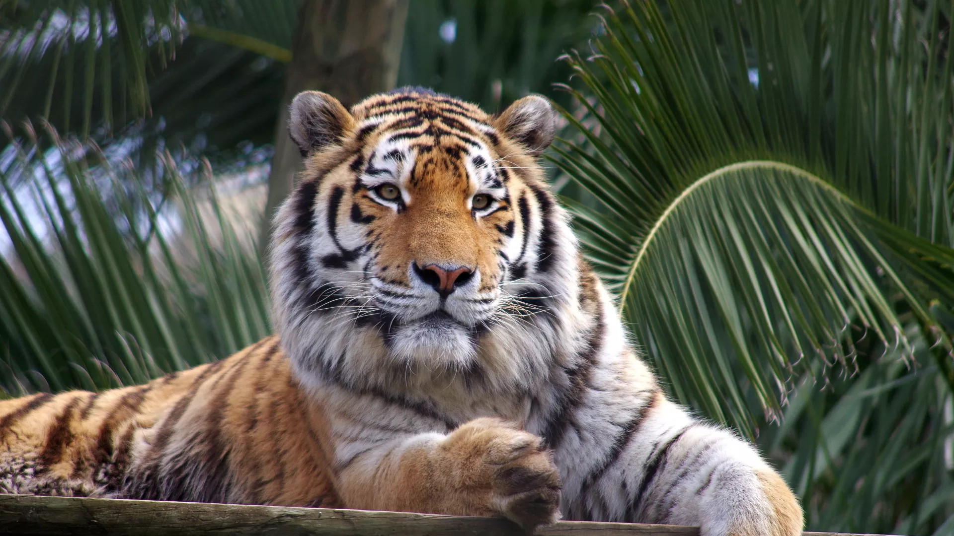No%20trilho%20do%20vale%20dos%20tigres_%20dia%205_0.jpg No%20trilho%20do%20vale%20dos%20tigres_%20dia%205_0.jpg