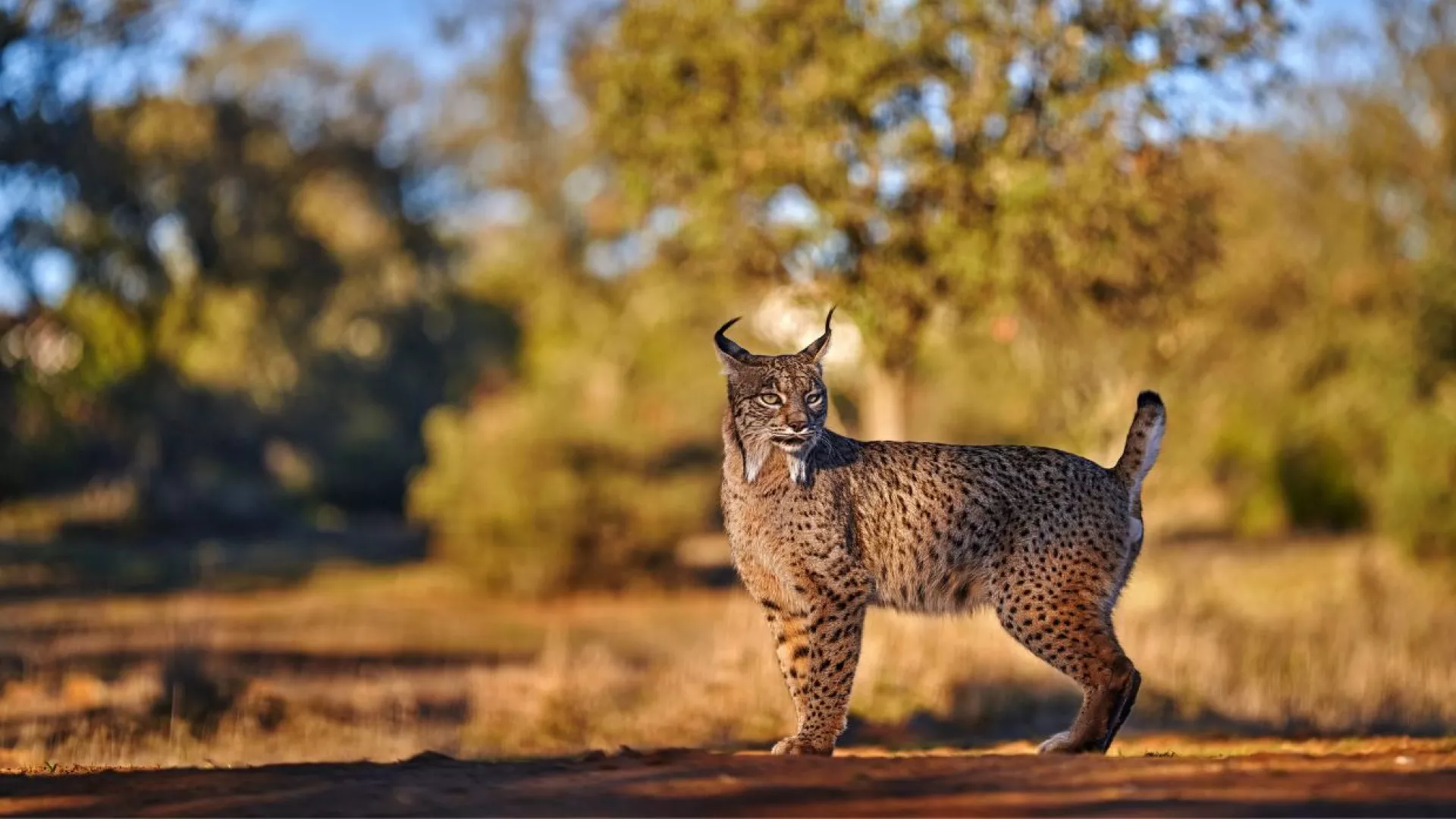 endangered%20species.jpg endangered%20species.jpg