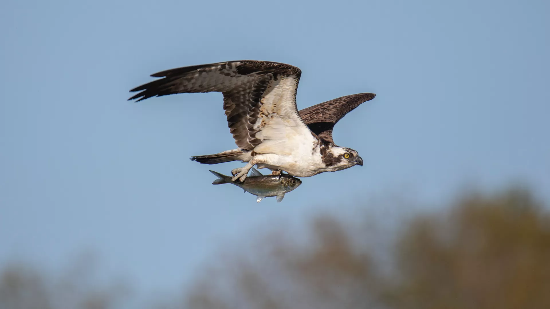osprey.jpg osprey.jpg