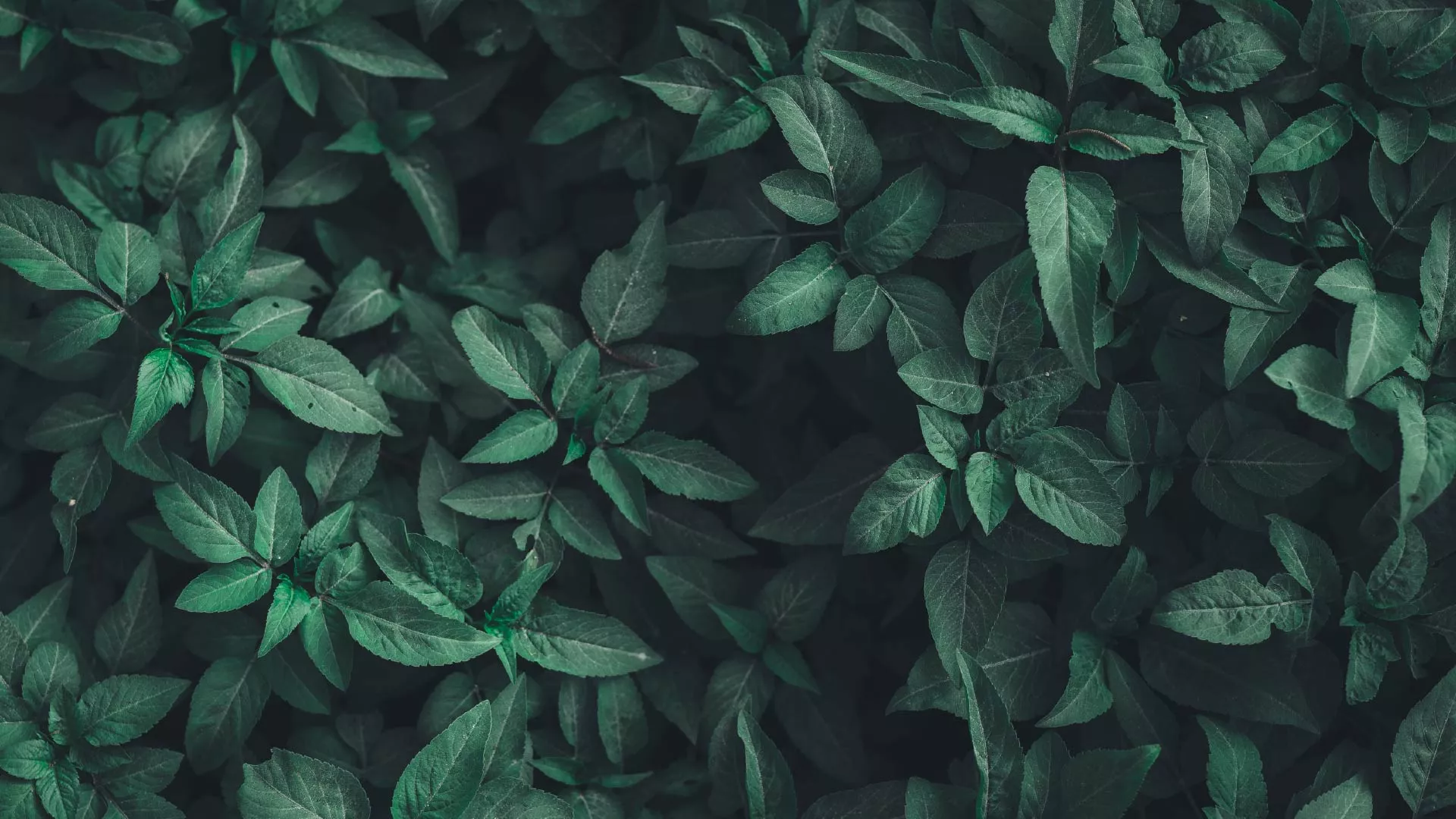 plants-fondo-50.jpg