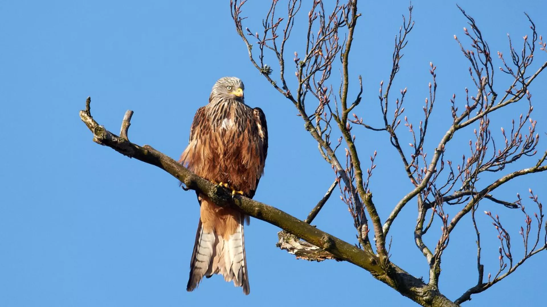 red%20kite%20Conservation.jpg red%20kite%20Conservation.jpg