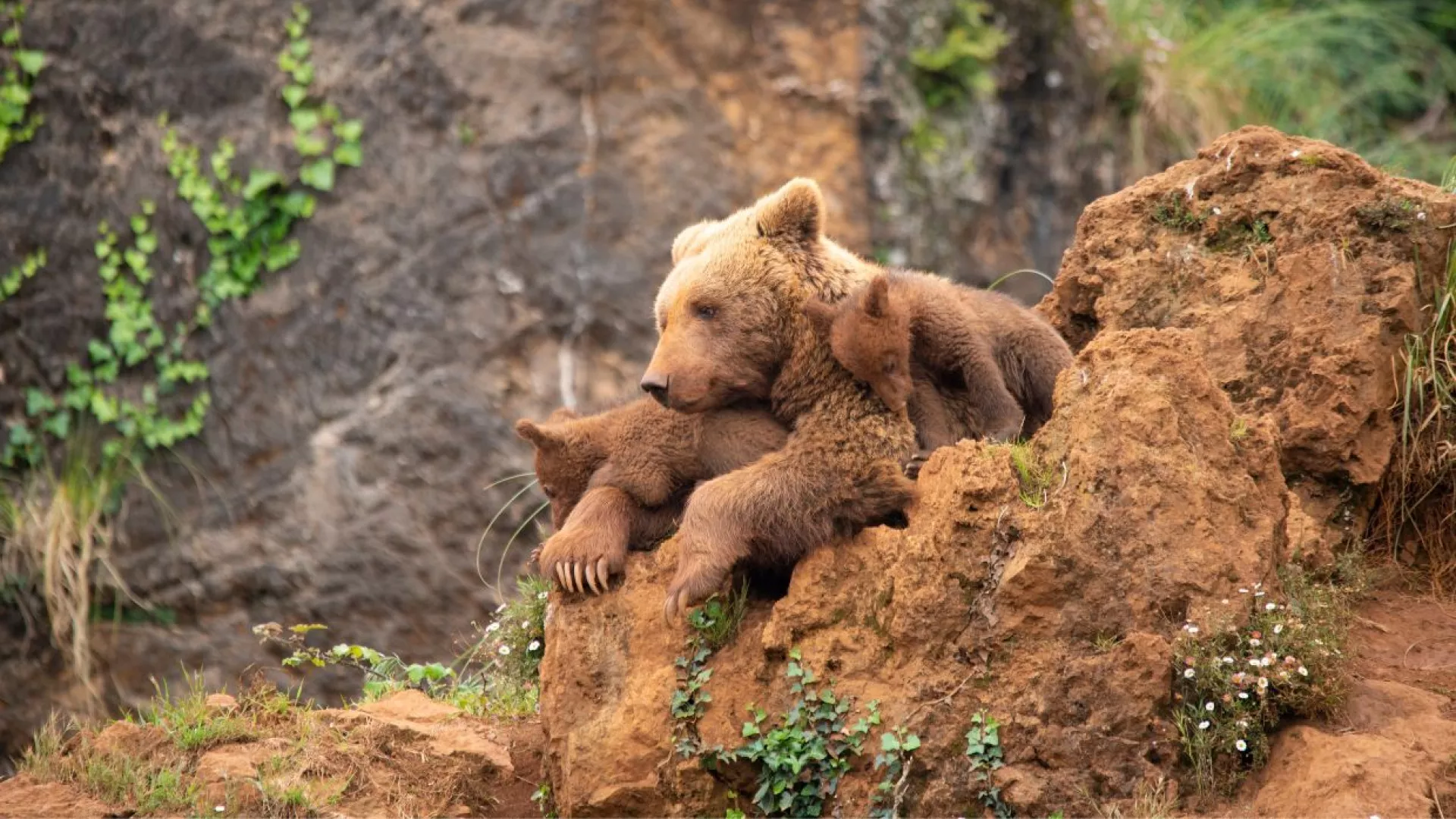 Cantabrian%20brown%20bear.jpg Cantabrian%20brown%20bear.jpg