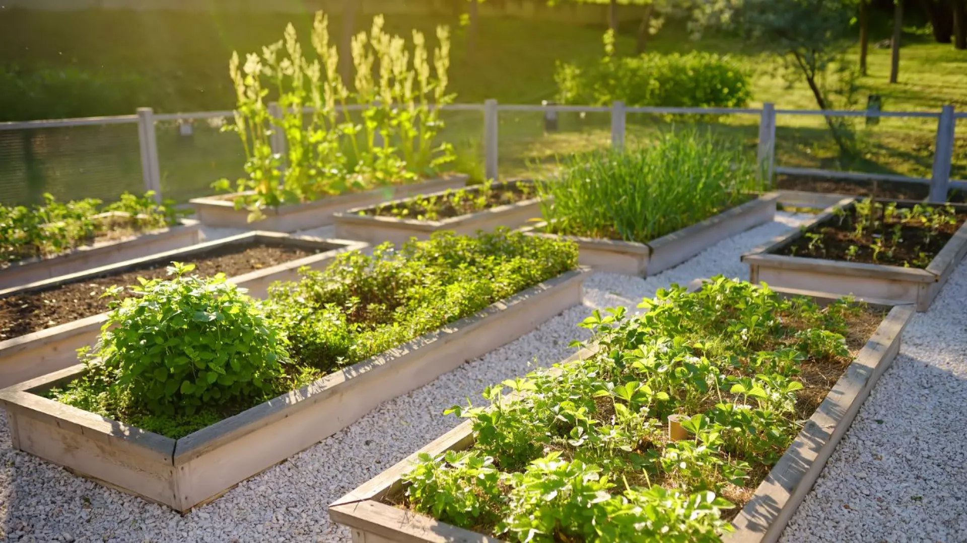 solar%20vegetable%20garden.jpg solar%20vegetable%20garden.jpg