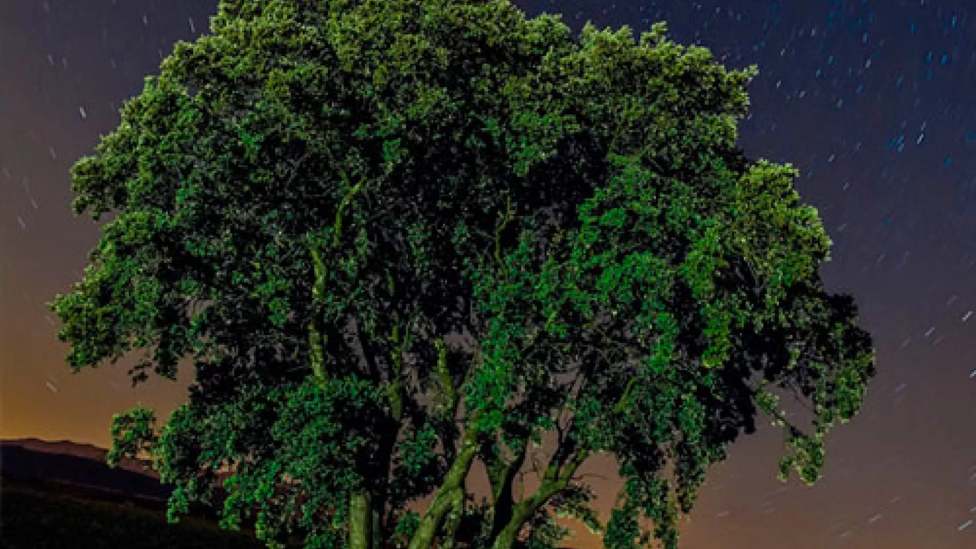 un-cliente-un-arbol.jpg un-cliente-un-arbol.jpg