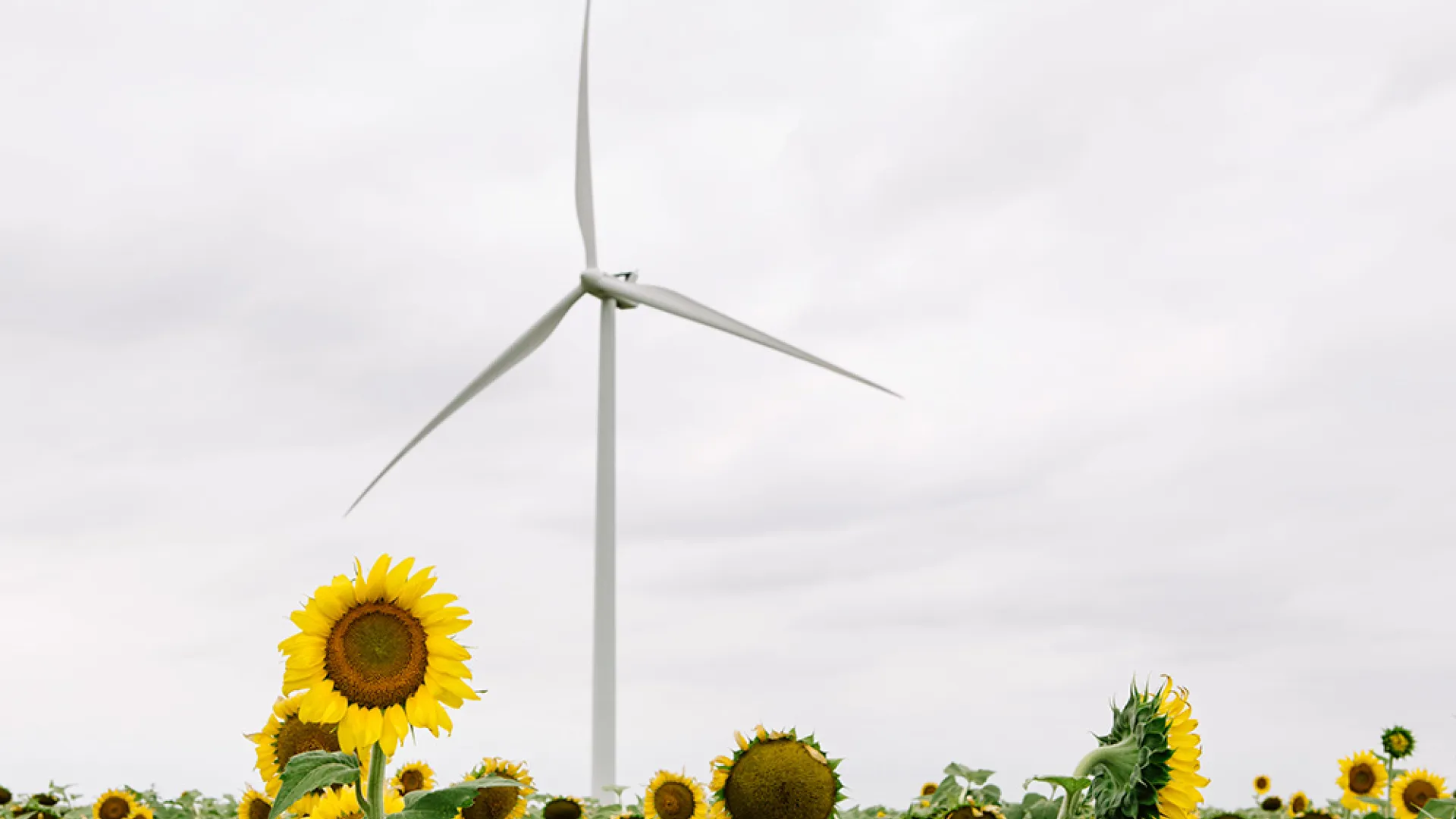wind_turbine_losmirasoles01.jpg wind_turbine_losmirasoles01.jpg