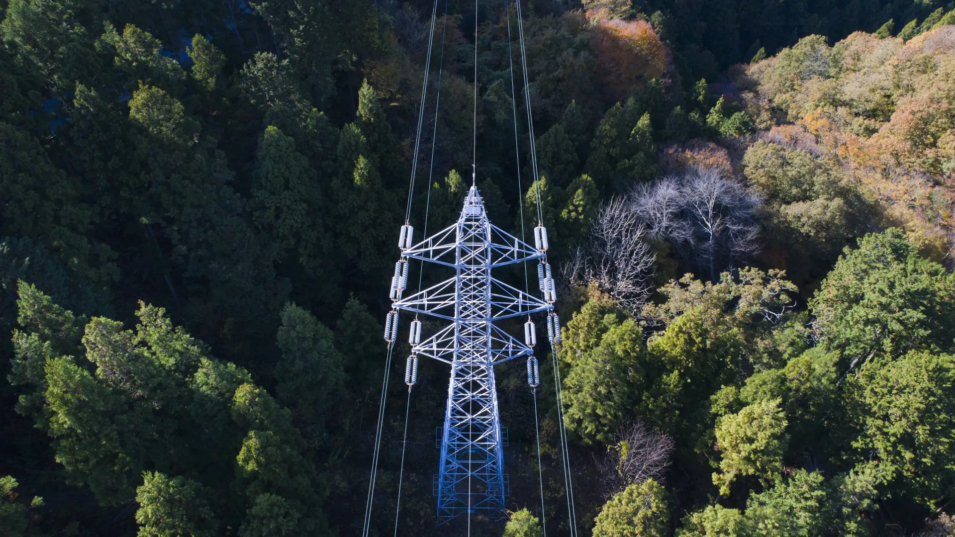 Torre de transmissão em meio à mata selvagem