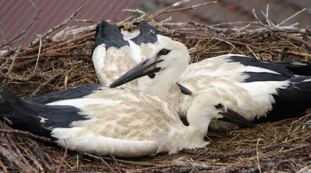 white storks
