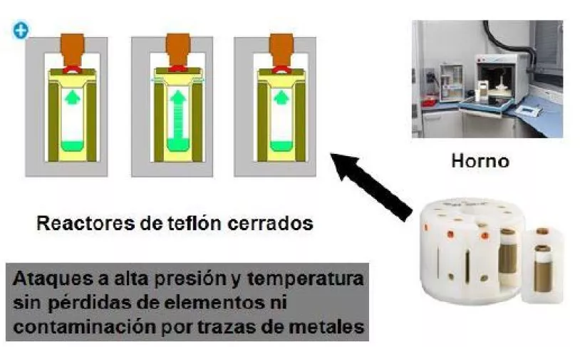 liquenes6.jpg