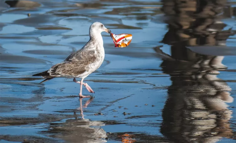 ocean-pollution.jpg