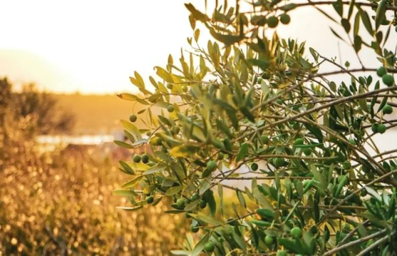 oliveira-sustentabilidade.JPG