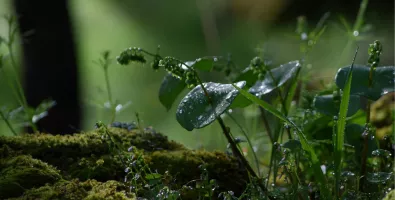 biodiversity