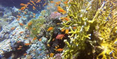 limpeza-dos-oceanos.jpg