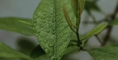 IMG_Header.jpg