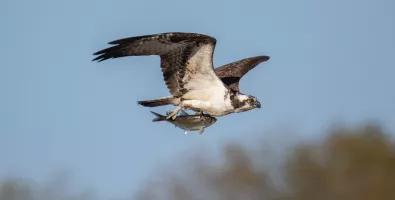 osprey.jpg