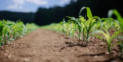 sustainable%20agriculture.jpg