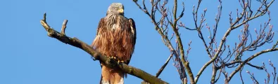 red%20kite%20Conservation.jpg