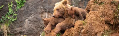 Cantabrian%20brown%20bear.jpg