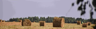 Image of a field with rolled hay bales.