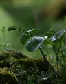 biodiversity