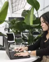 Employee working on a computer sitting at the desk in the office with plants as background