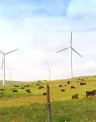 BC%20TurbsCows%20050505.jpg