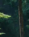 floresta_0.png