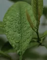 IMG_Header.jpg