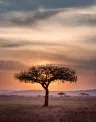africa%20sun_01_0.jpg