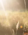 ambiental_0.jpg