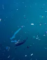 microplasticos_LR.jpg
