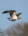 osprey.jpg