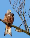 red%20kite%20Conservation.jpg