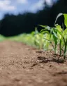 sustainable%20agriculture.jpg
