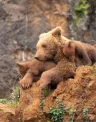 Cantabrian%20brown%20bear.jpg