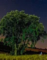 un-cliente-un-arbol.jpg