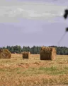 Image of a field with rolled hay bales.