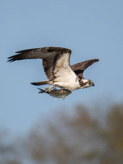 osprey.jpg